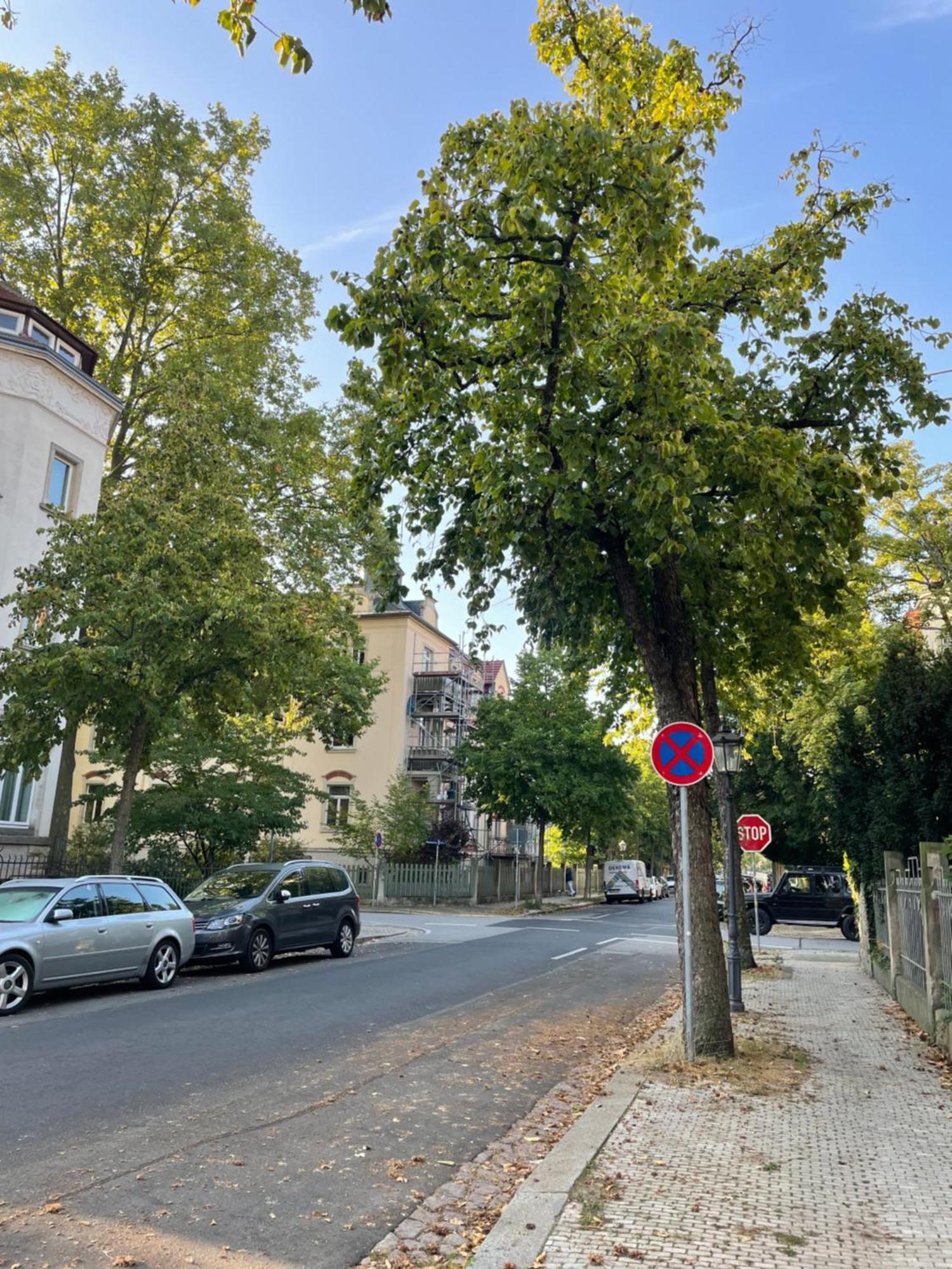 Toni Charming Apartment Im Idyllischem Villenviertel Mit Netflix Dresde Exterior foto